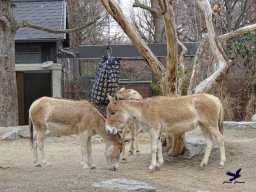 Tiergarten Schönbrunn am 24.02.2026